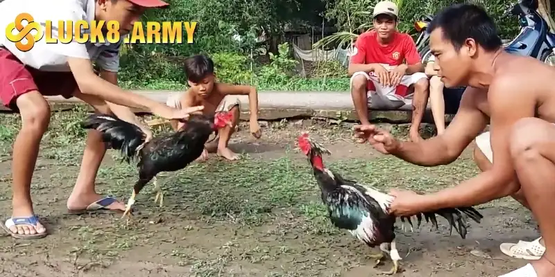 Khám phá sảnh đá gà cựa dao